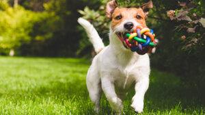 Безпечні іграшки для собак