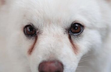 Слезотечение у собак