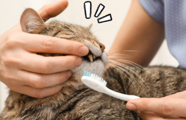 почистити зуби коту