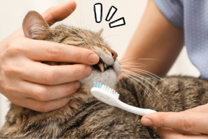 почистити зуби коту