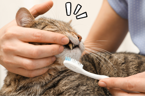 почистити зуби коту