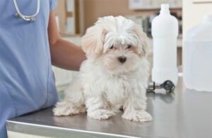 Лікування піроплазмозу у собаки