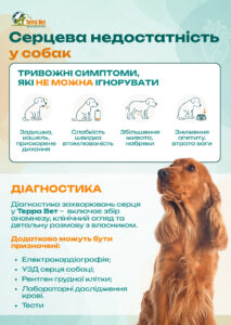 Серцева недостатність у собак. Що за цим криється?