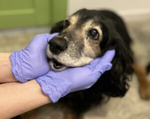 Чому виникають проблеми з зубами у тварини, навіть якщо раціон збалансований?