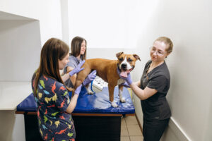 Рвота и диарея у собак