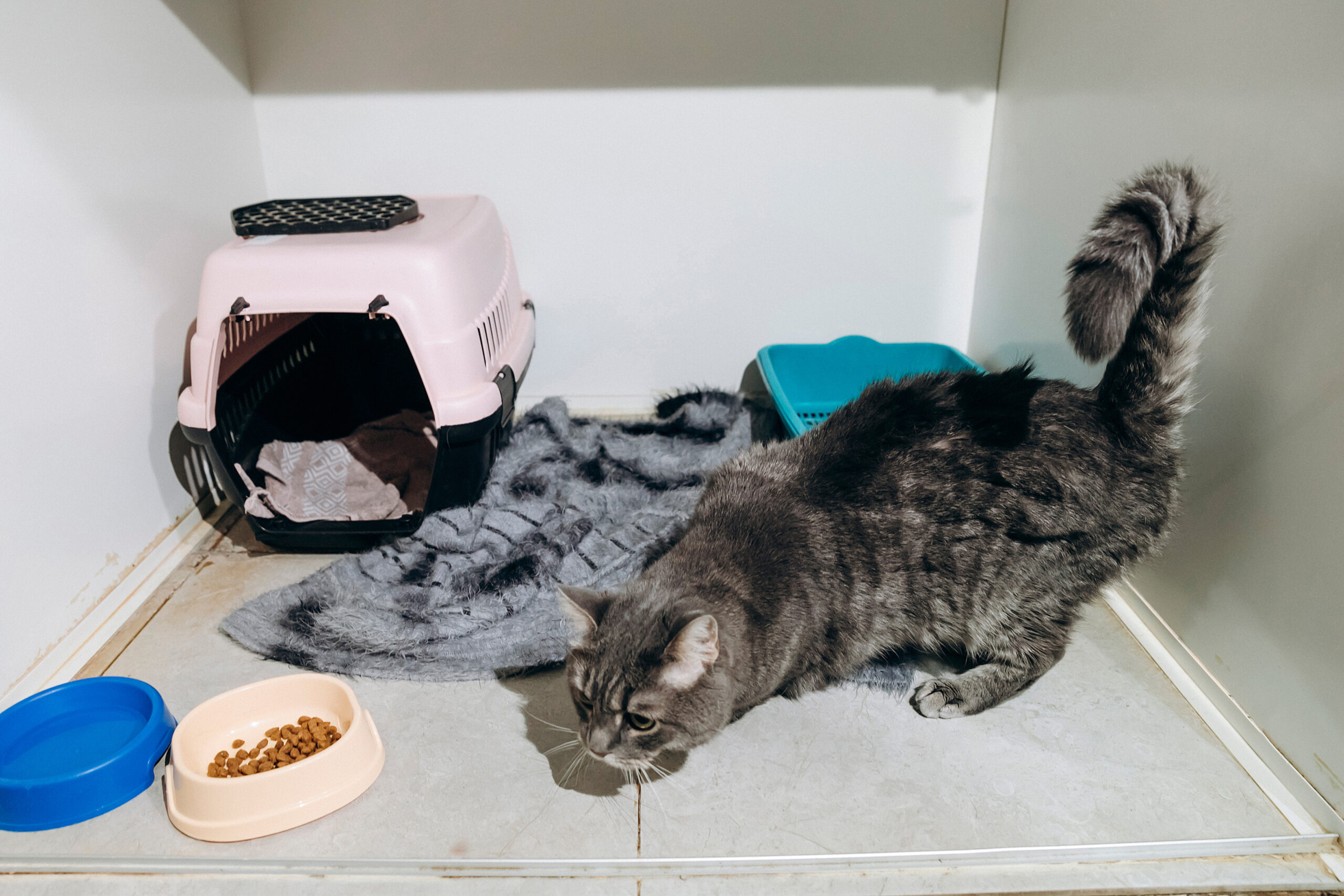 Ветклініка в Харкові зі стаціонаром