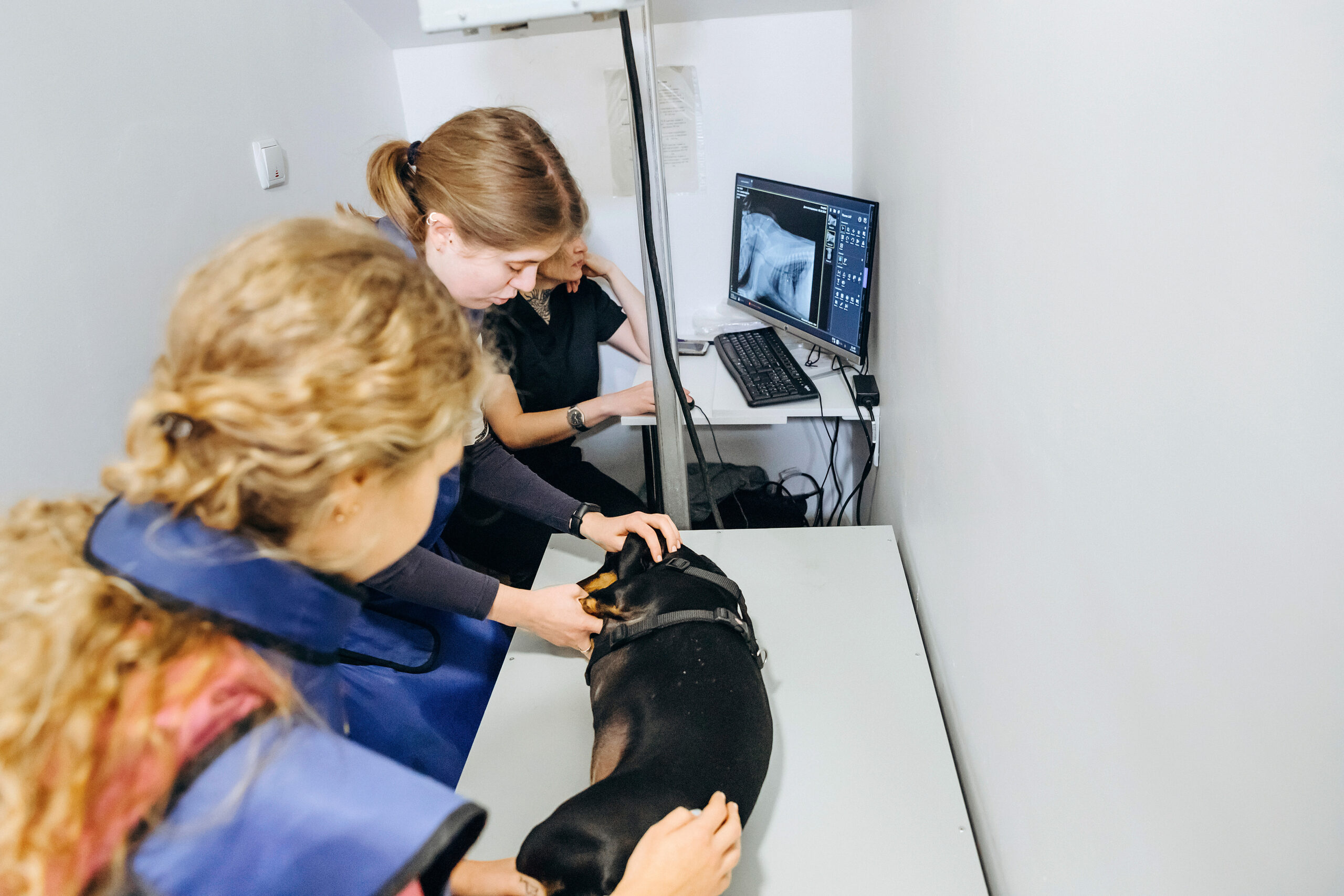 Цифровой рентген для животных